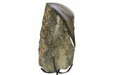 Fossil Sauropod Rib Bone Section w/ Metal Stand - Colorado #304870-3